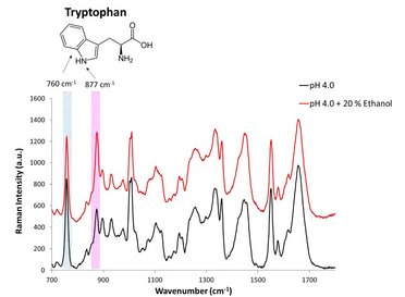 Raman Analysis of lysozyme