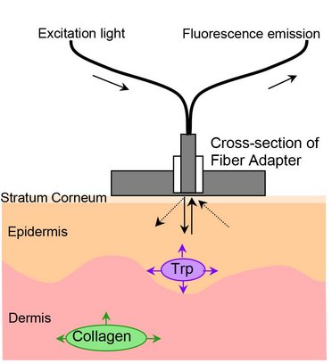 Endogenous Skin Fluorescence In Vivo on Human Skin