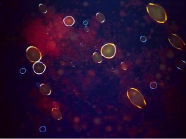 Time‐resolved Fluorescence for Monitoring Food Composition