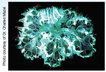 Fluorescent pigments in living coral