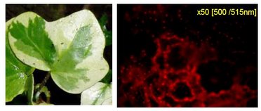 Monitoring Whole Leaf Fluorescence Using Time‐resolved Techniques