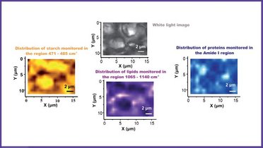 Spectroscopic characterization of the structure of the wheat grain (Triticum aestivum).