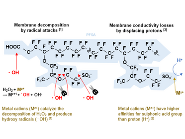 PEMFC durability loss mechanism caused by metal cations